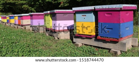 Row of brightly colored wooden bee hive boxes on a sunny fall day with bees buzzing around with some laying dead on floor