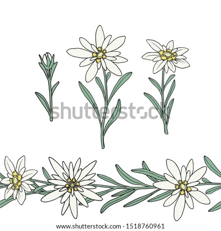 Edelweiss flower. Seamless border. Mountain plant. Hand drawn vector illustration in sketch style.