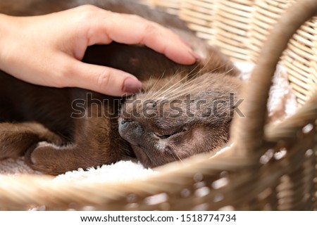 Closeup hand of a beautiful woman gently rubbing a little cat's body to keep it calm while it's sick. Togetherness, Family, Friendship, Caring, Best friend, Medical, Veterinarian, Pet health.