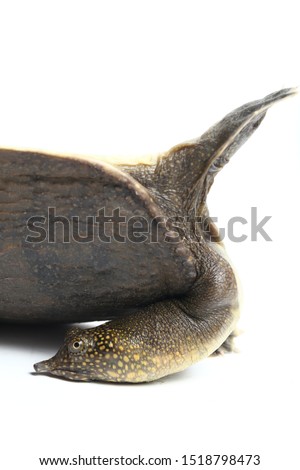 Lie back of Common softshell turtle or asiatic softshell turtle (Amyda cartilaginea) isolated on white background