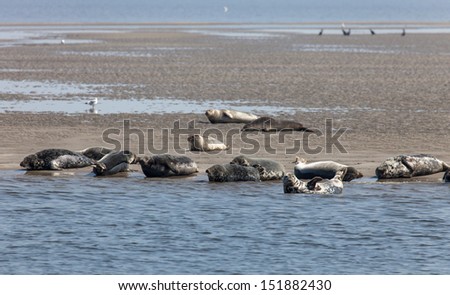 Wild seals on the sandbank close to Texel island, Netherlands Royalty-Free Stock Photo #151882430