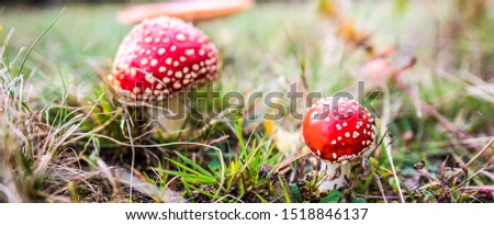 Red agaric mushroom. Toadstool in the grass. Amanita muscaria. Toxic mushroom