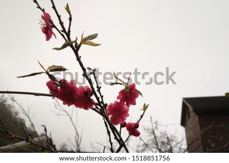 Cherry blossoms with silhouette of branch.