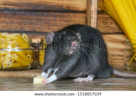 The black fluffy rat is a symbol of 2020. The animal is sitting in a wooden house. On the shelves are banks with pasta and cereals. A rat chewing on cheese.
