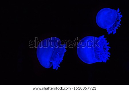 The cannonball jellyfish (Stomolophus meleagris) in blue light