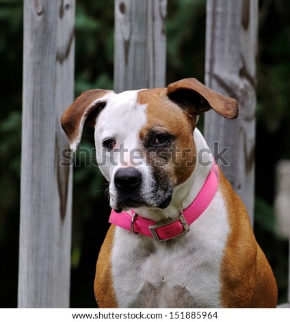 This is a picture of a pitbull with a pink collar