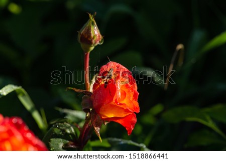 red rose with a small grey grasshopper on dark green background in the summer morning garden