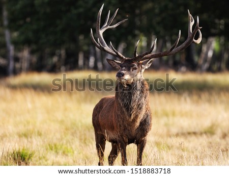 The Cervus elaphus, known as red deer. The male red deer is called stag or hart. Royalty-Free Stock Photo #1518883718