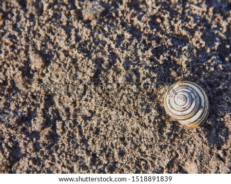 Coarse sand after rain close-up with a striped snail shell