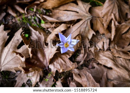 Autumn background. purple blossoming flower between dry autumn leaves in red, orange and brown colors.