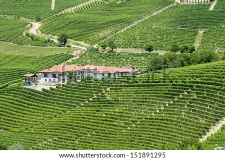 Langhe (Asti, Cuneo, Piedmont, Italy) - Landscape at summer with vineyards