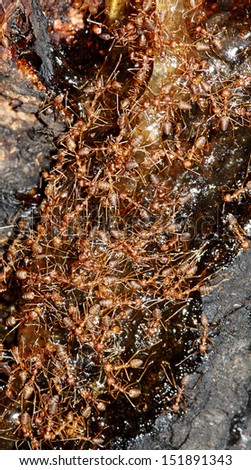 A swarm of brown ants eating the sweet sap from a tree.
