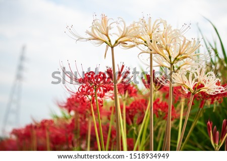 Red spider lily and 
White spider lily and steel tower.