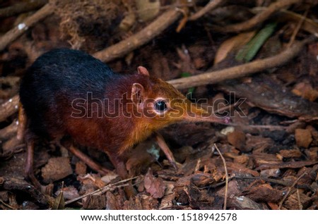 The black and rufous elephant shrew, (Rhynchocyon petersi) the black and rufous sengi, or the Zanj elephant shrew is one of the 17 species of elephant shrew found only in Africa. Royalty-Free Stock Photo #1518942578