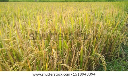 rice fields, yellowing of rice. suitable for background wallpapers and so on.