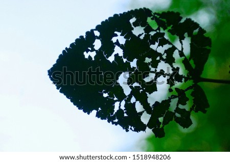 The nature of the leaves have holes , silhouette