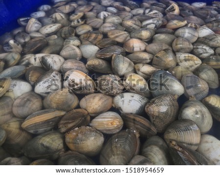 Too soft, fresh enamel venus shell (Meretrix lyrata) for sale in the market at Thailand, enamel venus shell abstract background, seafood on water, marine bivalve molluscs in the Veneridae.