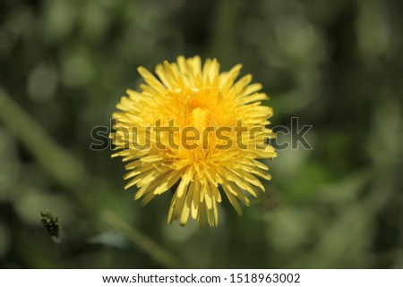 nature macro photography: close up of a centered yellow dandelion flower on a green background, outdoors on a sunny day in Poland, Europe