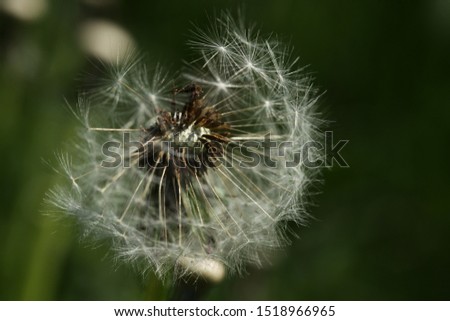 nature macro photography: close up of a blown dandelion flower on a green background, outdoors on a sunny day in Poland, Europe