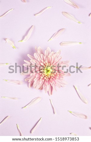 Pink chrysanthemums arrangement on pink background. Flat lay, top view. Floral background., vertical composition 