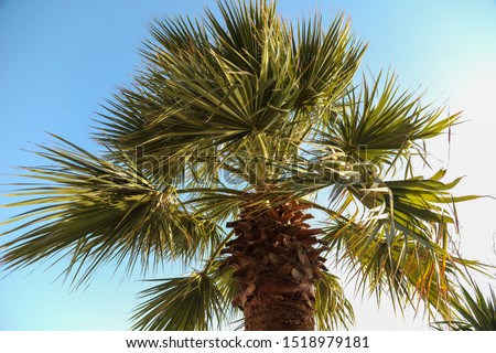 Green leaves on a palm tree in the tropics.