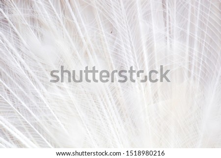 Feathers on a white peacock as an abstract background.