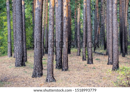 tree trunks and branches as a natural background