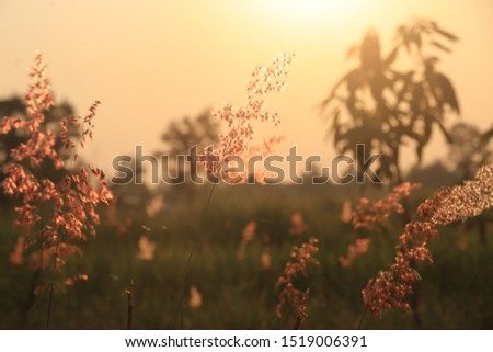 A blur picture of grass flowers with dark tone in the field before sunset.