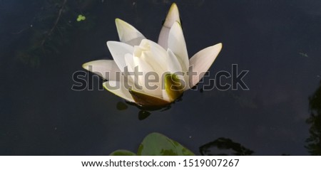 white water lily in dark water, shallow dof