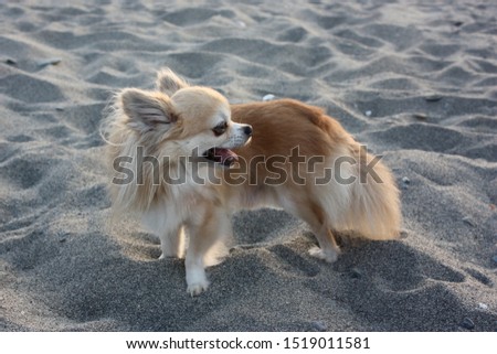 Funny chihuahua dog posing on a beach