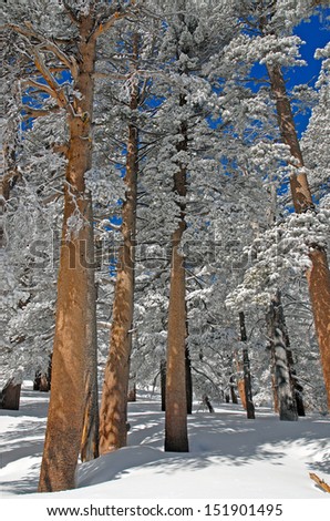 Winter Wonderland in a Pine Forest