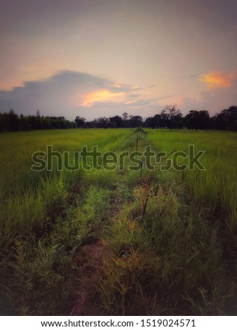 Green rice fields evening atmosphere Beautiful sky and warm light Copy Space background Wallpaper
