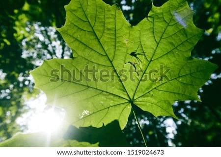 A beautiful vivid green tree leaf with the shadow silhouette of a predator spider and web waiting to attack its prey. Sunny weather with green vegetation. Close up details of animals and leaves.