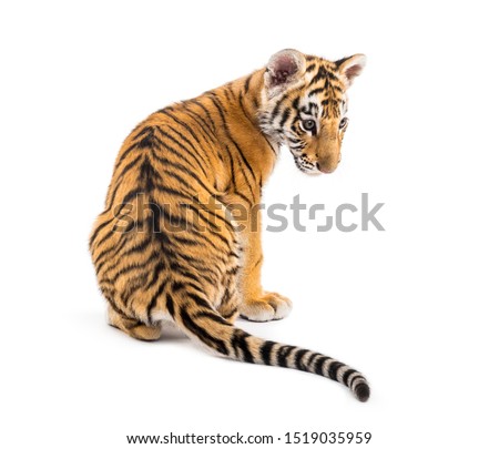 Back view Two months old tiger cub sitting against white background