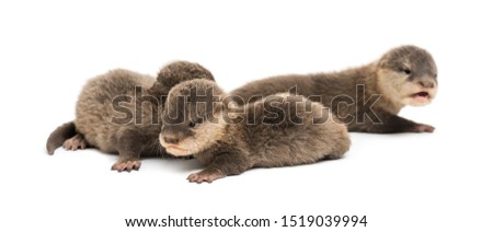 Baby Asian small-clawed otters, Amblonyx cinerea, also known as the oriental small-clawed otters or simply small-clawed otters lying against white background
