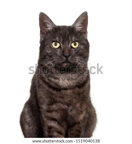 Mixed-breed domestic cat against white background