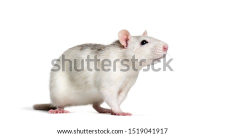 Domestic rat against white background Royalty-Free Stock Photo #1519041917