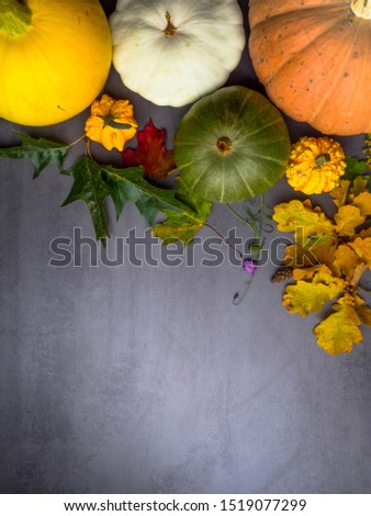 Autumn background with color leaves, purple flower, squash, pumpkins. Frame of fall harvest on concrete with copy space. Mockup for seasonal offers and holiday post card, top view