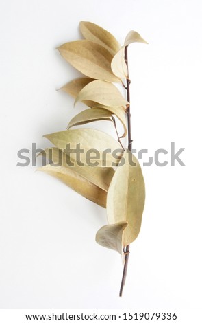 branch isolated on white background. home decor. cover of books.                               