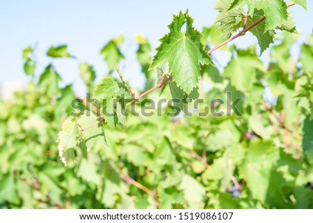 Grape. Bunch of grapes. mountain grapes. Plantation of grapes in the Crimea. Crimea in September. Place near the city of Sudak. The Mountains Of The Crimea. The Wines Of The Crimea.
