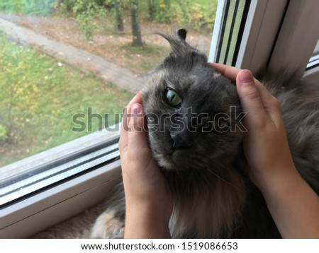 Maine Coon black cat and baby's hands squeeze and stroke the animal