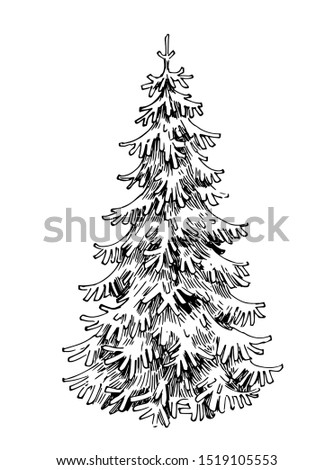 Spruce sketch. Hand drawn illustration converted to vector