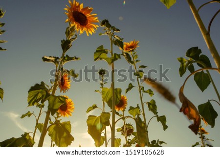 Field of large orange sunflowers on a background of the sunny sky