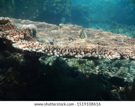 picture of a malaysian coral reef in the Pacific