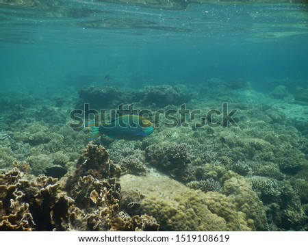 picture of a malaysian coral reef in the Pacific