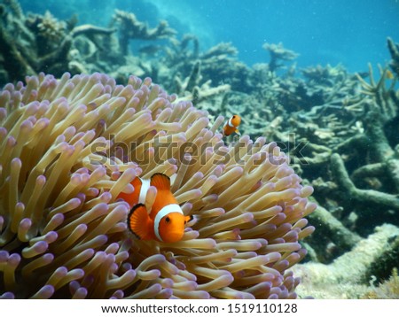 picture of a sea anemone with clownfish in Malaysia