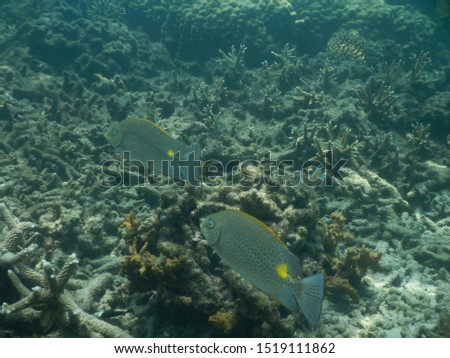 picture showing some fish in a tropical coral reef in Malaysia
