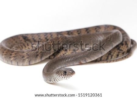Ptyas mucosa, commonly known as the oriental ratsnake, Indian rat snake, a common species of colubrid snake found in parts of South and Southeast Asia. Isolated on white background.