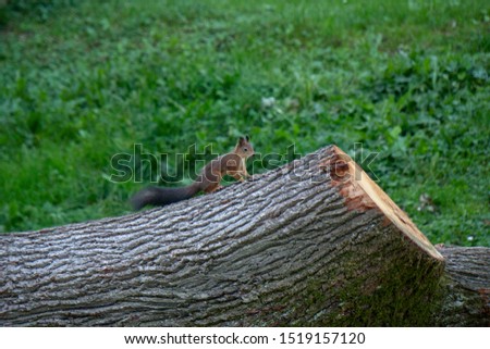 squirrel looking for food on a tree
