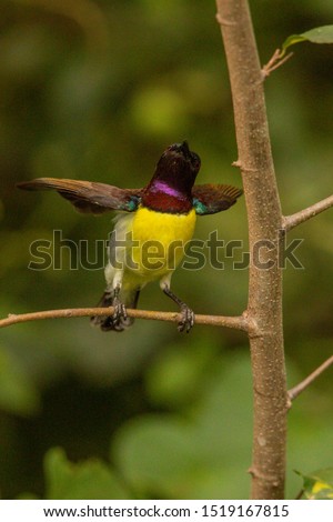 Purple-rumped Sunbird
Latin name: Leptocoma zeylonica